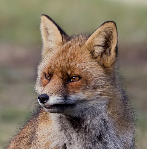 portretje van een vos.jpg